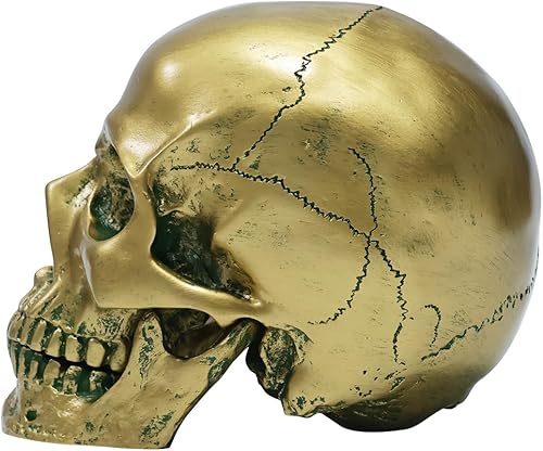 ECYC 1:1 RéSine ModèLe De CrâNe Humain Halloween Accessoires De DéCoration De La Maison, TêTe De CrâNe De ModèLe MéDical De FidéLité pour l'enseignement d'art Medica, Bronze - Nail Gallerys