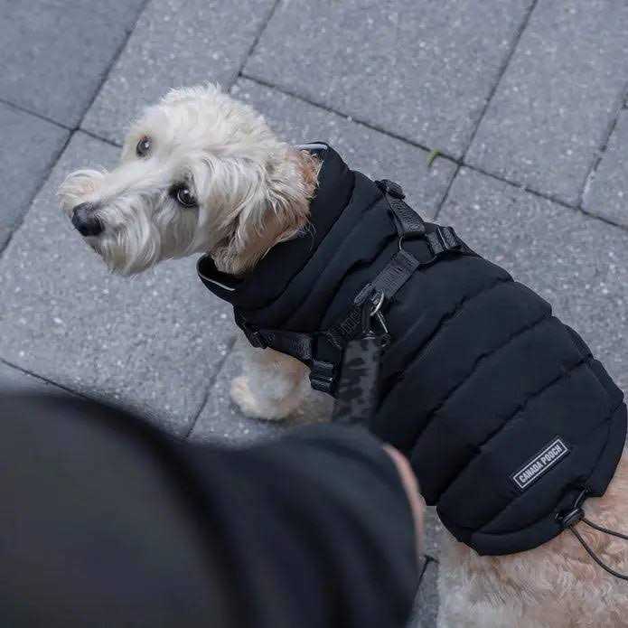 Canada Pooch Harness Puffer Black - Nail Gallerys