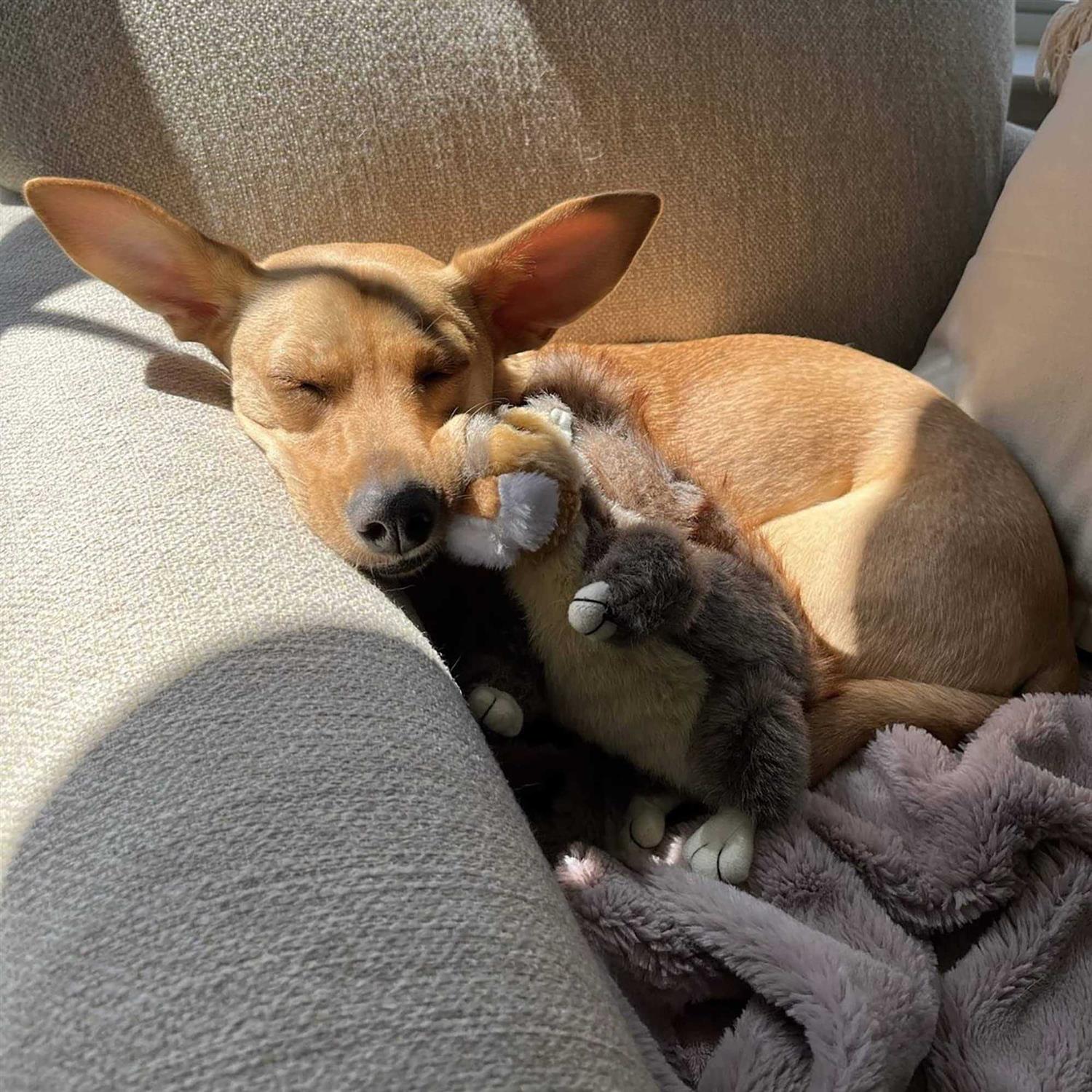 Ruffin’ It Woodlands Squirrel Plush Dog Toy - Nail Gallerys