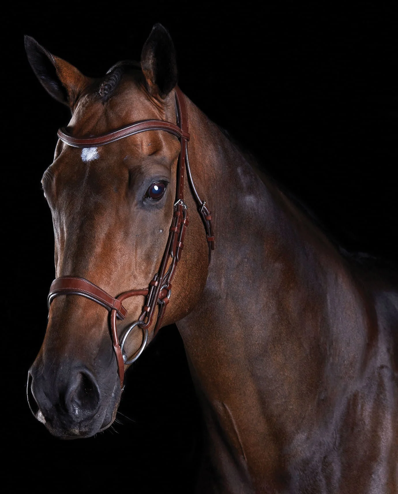 Collegiate ComFITec Training Bridle - Nail Gallerys