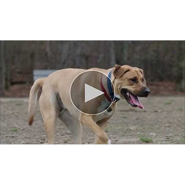 DreamBone Chicken Dog Chews - Nail Gallerys