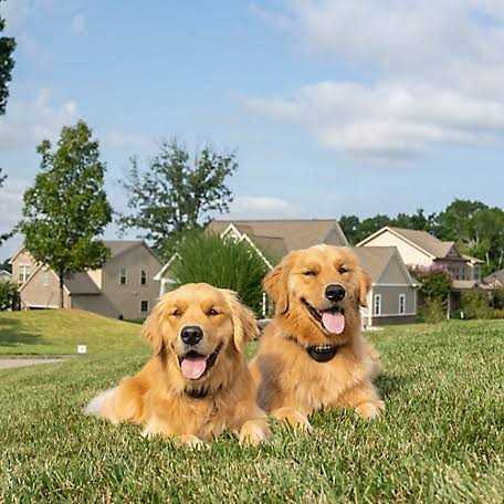 PetSafe Stay Play Wireless Fence - Nail Gallerys