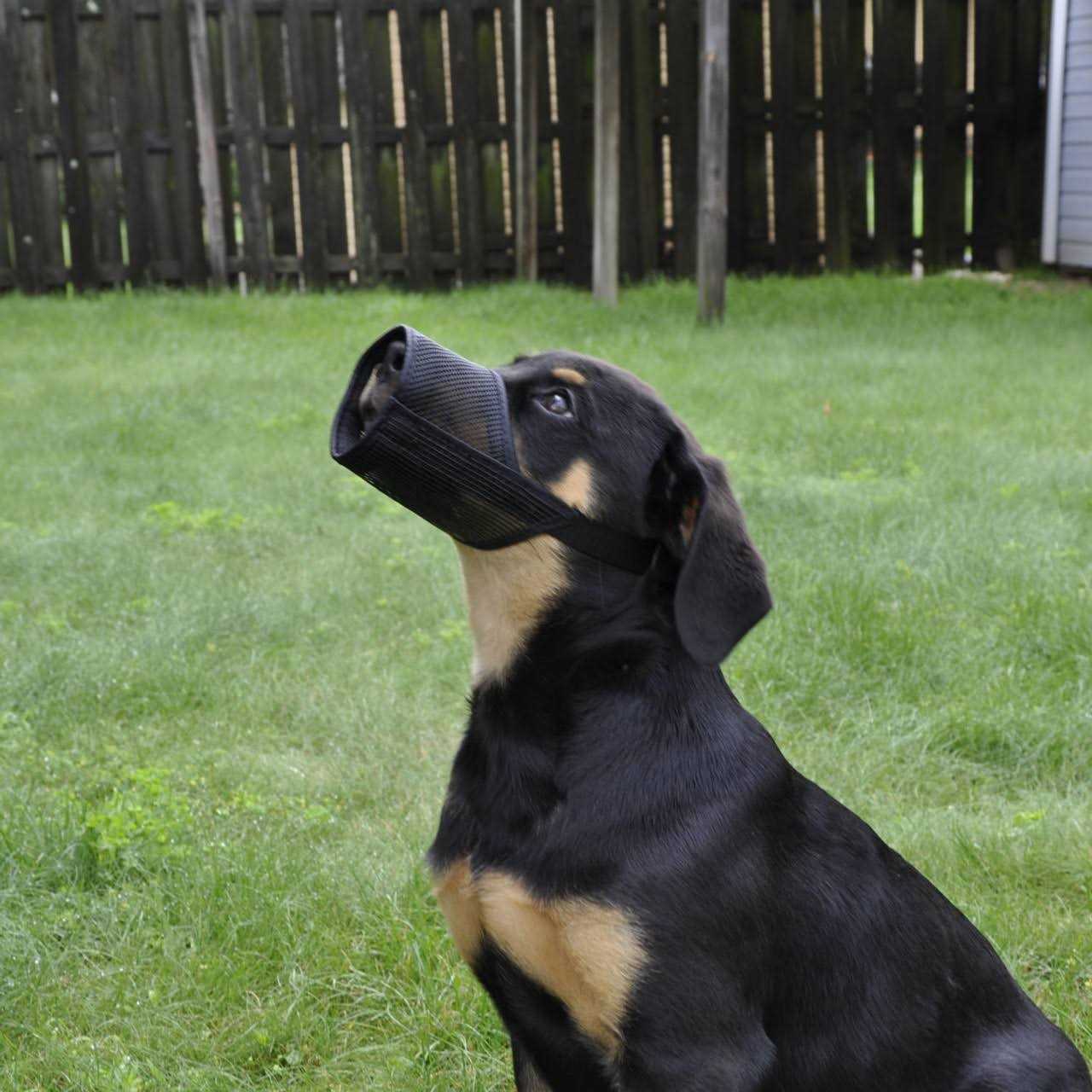 Best Fit Muzzle - Nail Gallerys