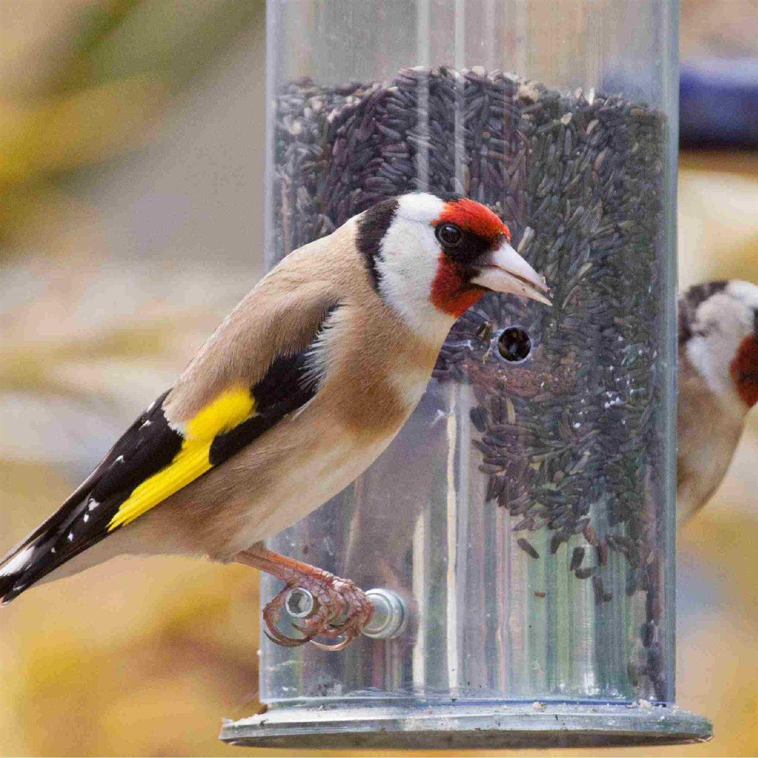 Commodity Marketing Nyjer Seed 50 Pound - Nail Gallerys