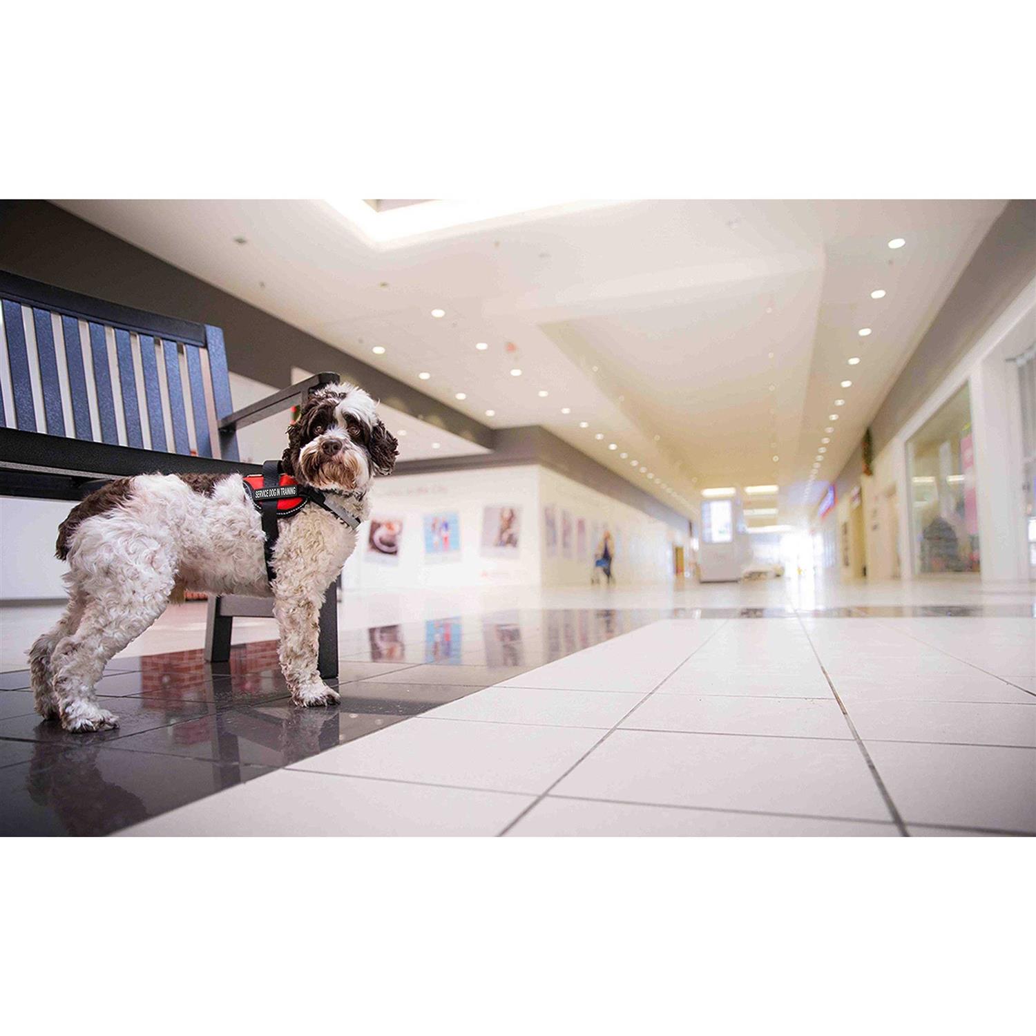 Industrial Puppy Service Dog Vest with Hook and Loop Straps and Handle Harness - Nail Gallerys