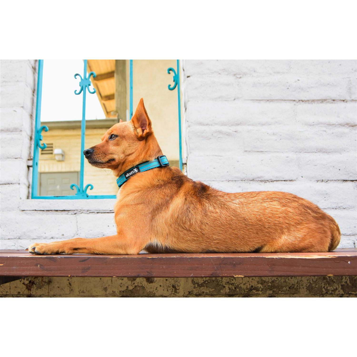 Alcott Adventure Dog Collar - Nail Gallerys