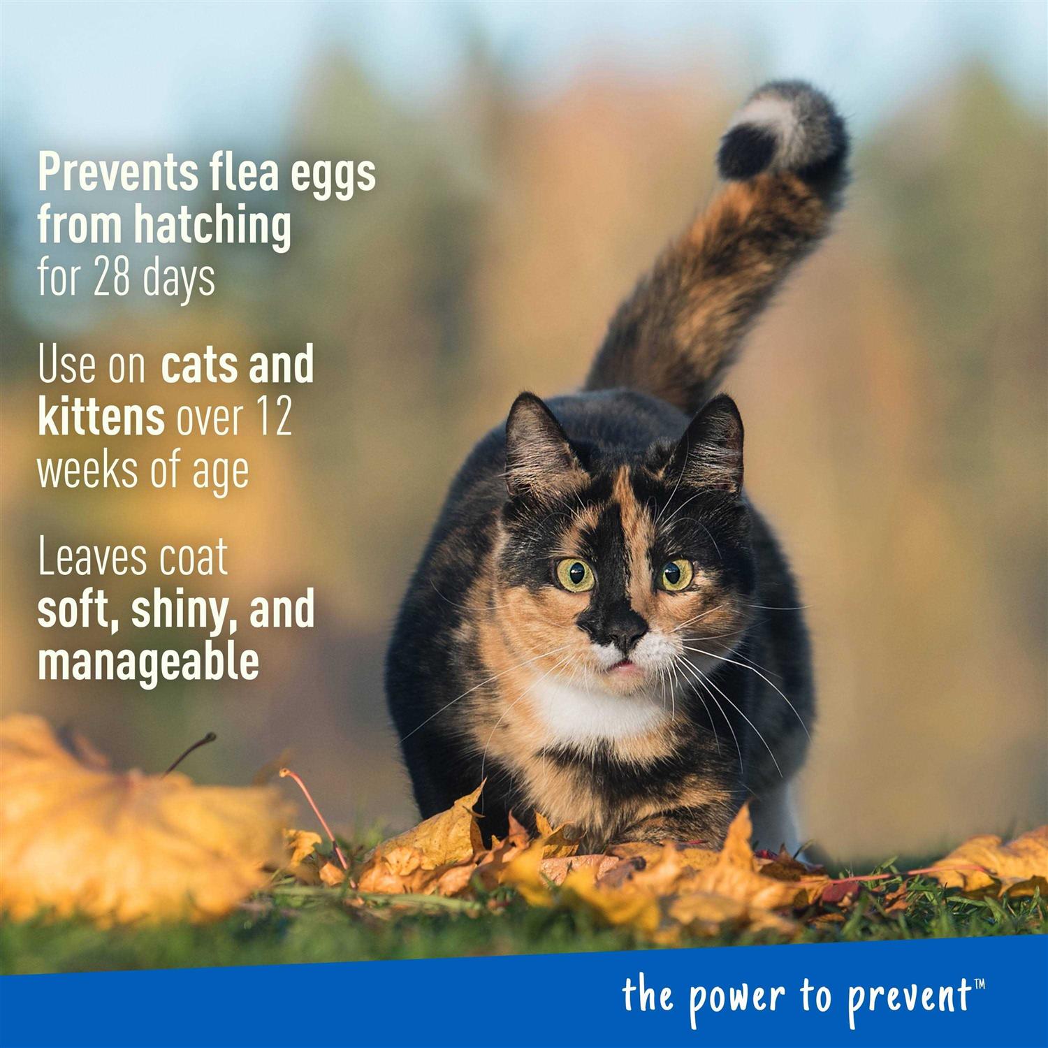 Adams Plus Flea & Tick Foaming Shampoo & Wash for Cats & Kittens - Nail Gallerys