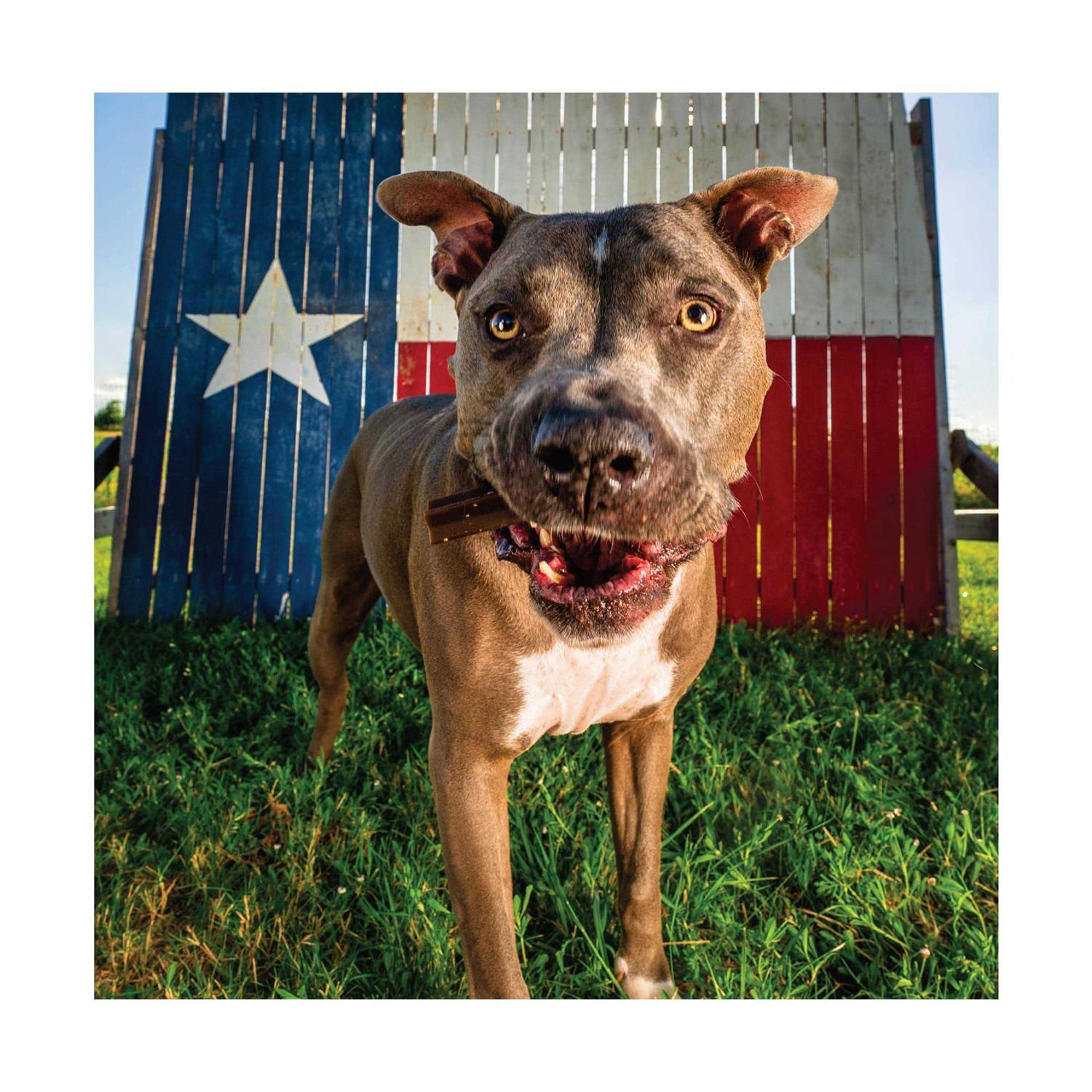 Get Naked Senior Health Dental Sticks Chicken Flavor Grain-Free Dog Treats - Nail Gallerys