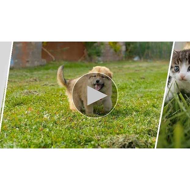 BioBag Standard Pet Waste Bags - Nail Gallerys