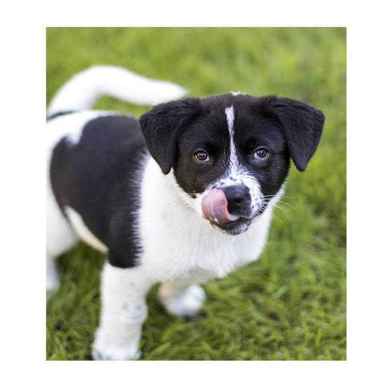 Nulo Frontrunner Chicken Oats & Turkey Dry Puppy Food - Nail Gallerys