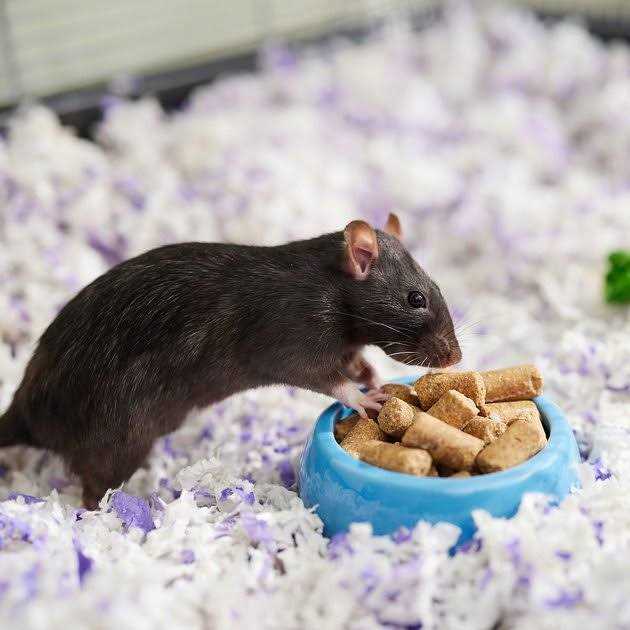 Kalmbach Feeds Rodent Diet Cubes Rats & Mice Food - Nail Gallerys