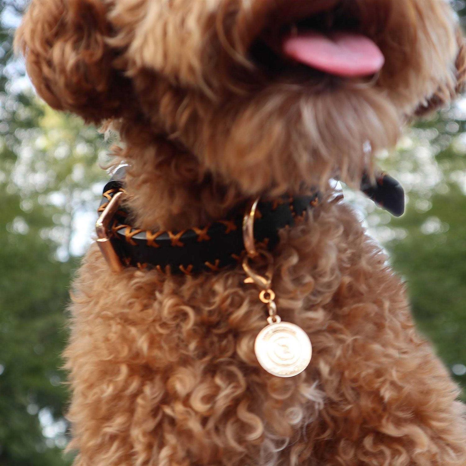 Scotch & Co Handcrafted Standard Dog Collar - Nail Gallerys