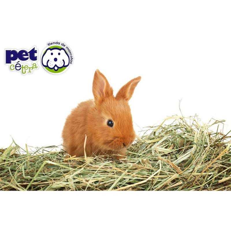 Kaytee Forti-Diet Timothy Select Rabbit Food - Nail Gallerys