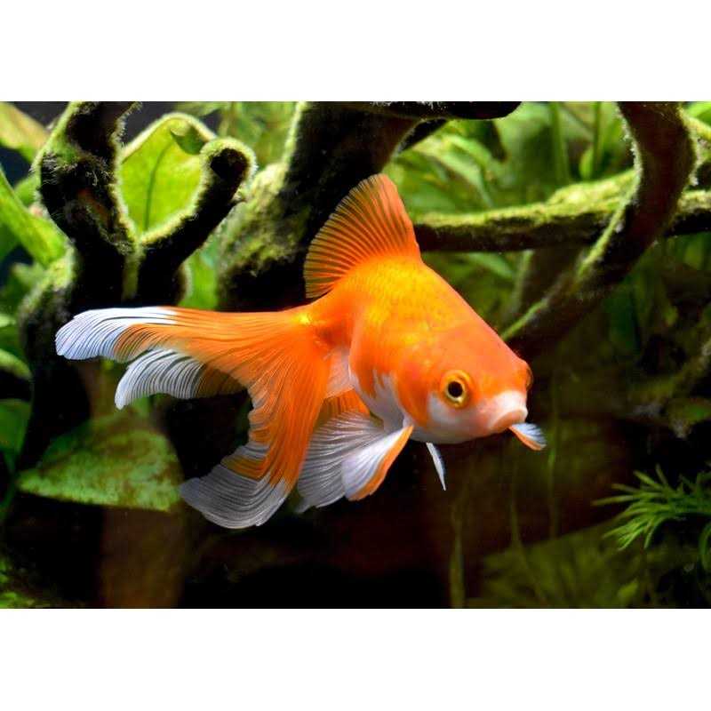 Seachem AmGuard - Nail Gallerys