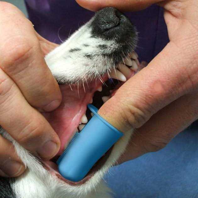 Pet Republique Dog & Cat Small Finger Toothbrush - Nail Gallerys