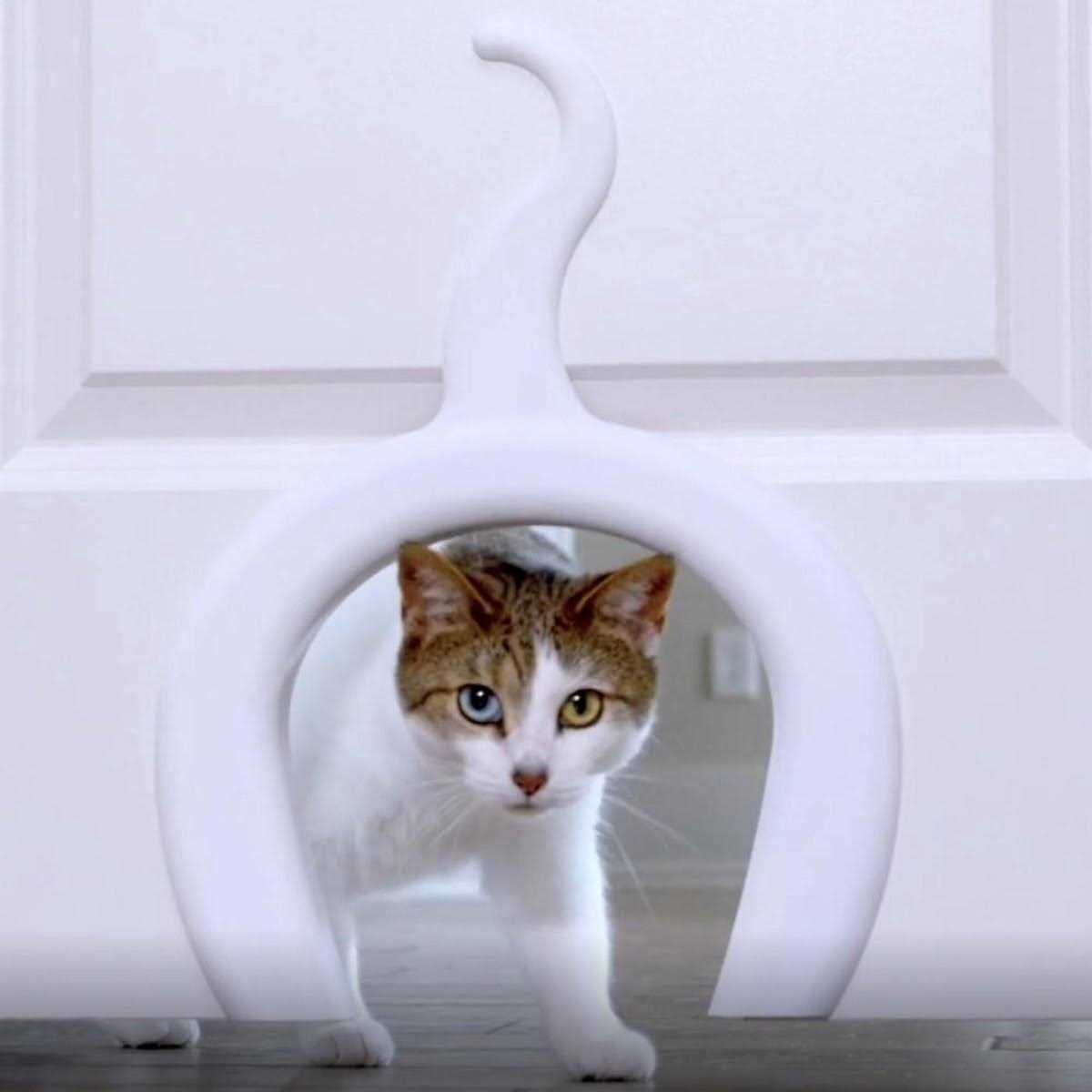 PetSafe Cat Door Cat Corridor for Interior Doors Adds Privacy, Keeps Dogs Out of Cats Space, Food, and Litter Box or Auto Feeder - Nail Gallerys
