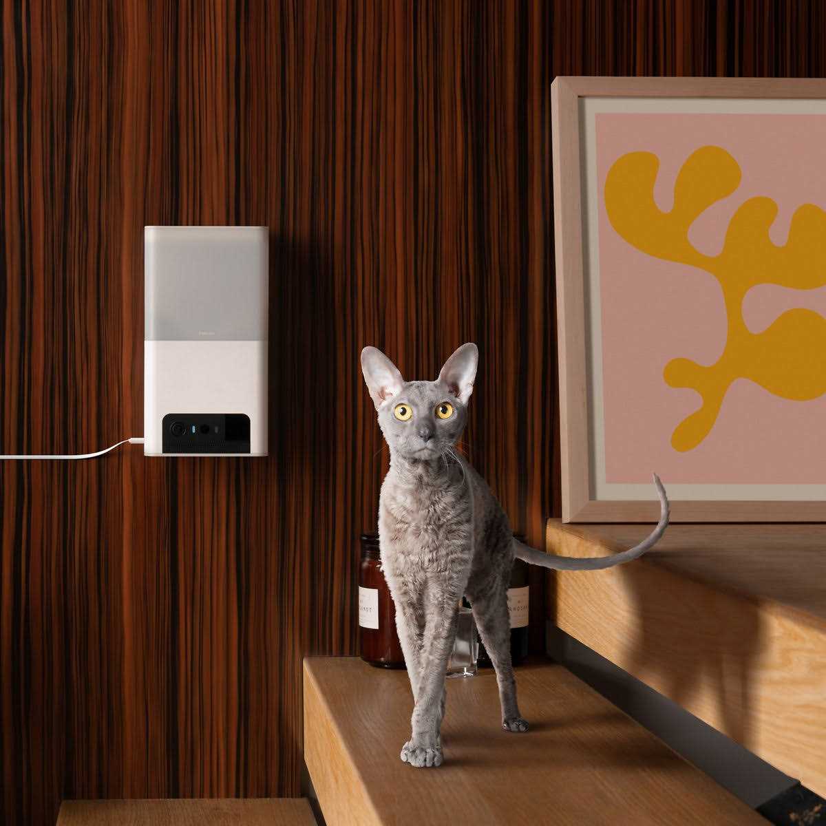 Petcube Bites 2 Lite Interactive WiFi Pet Monitoring Camera with Phone App and Treat Dispenser - Nail Gallerys