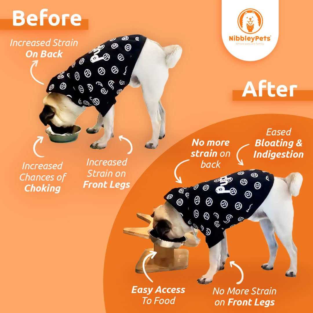 Nibbleypets Elevated Dog Bowl Stand with Stainless-Steel Food and Water Bowls - Nail Gallerys