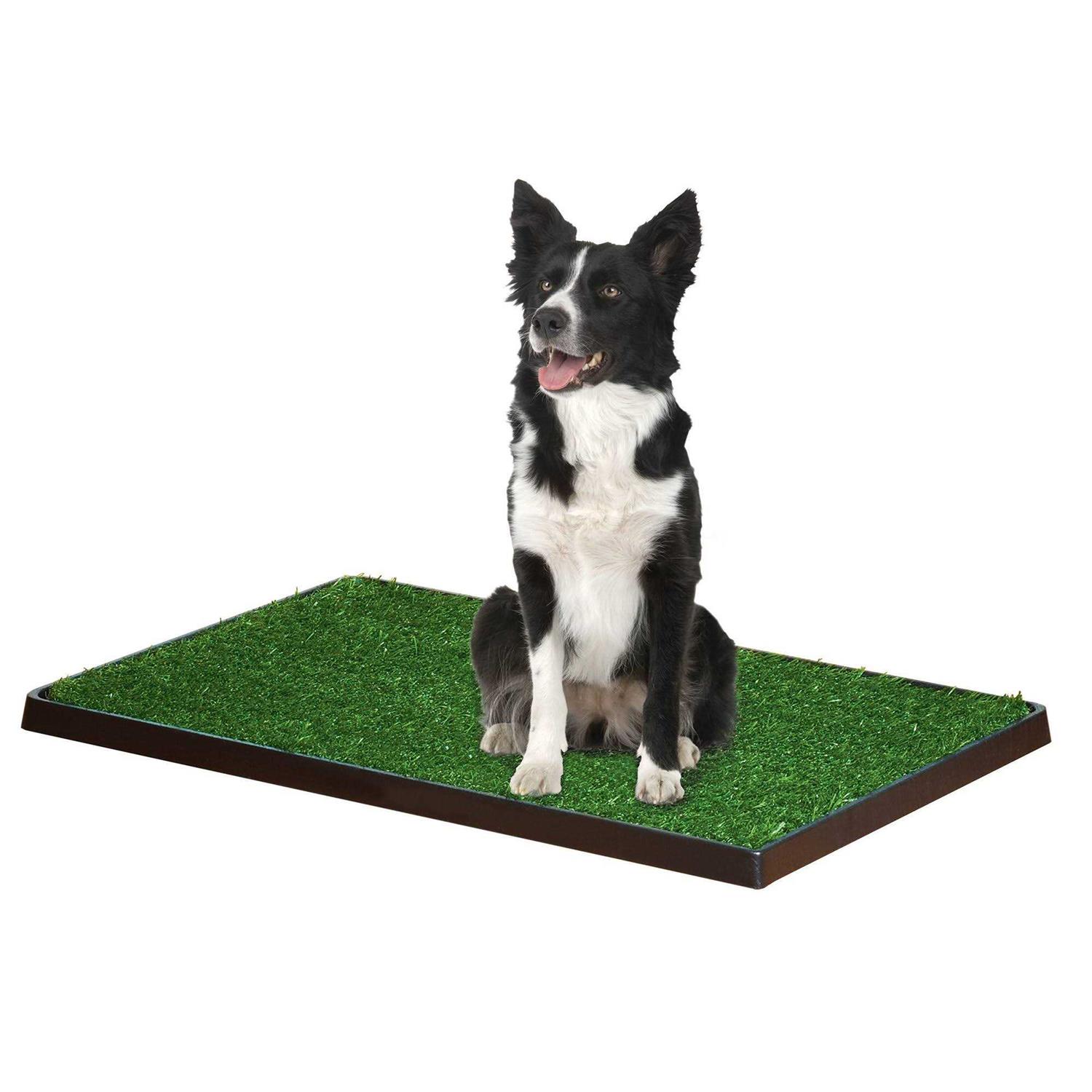 Four Paws Wee Wee Patch Indoor Potty - Nail Gallerys