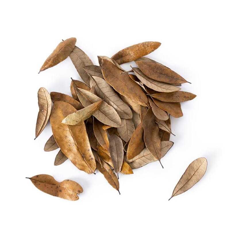 Galapagos 4 qt. Natural Live Oak Leaf Litter - Nail Gallerys