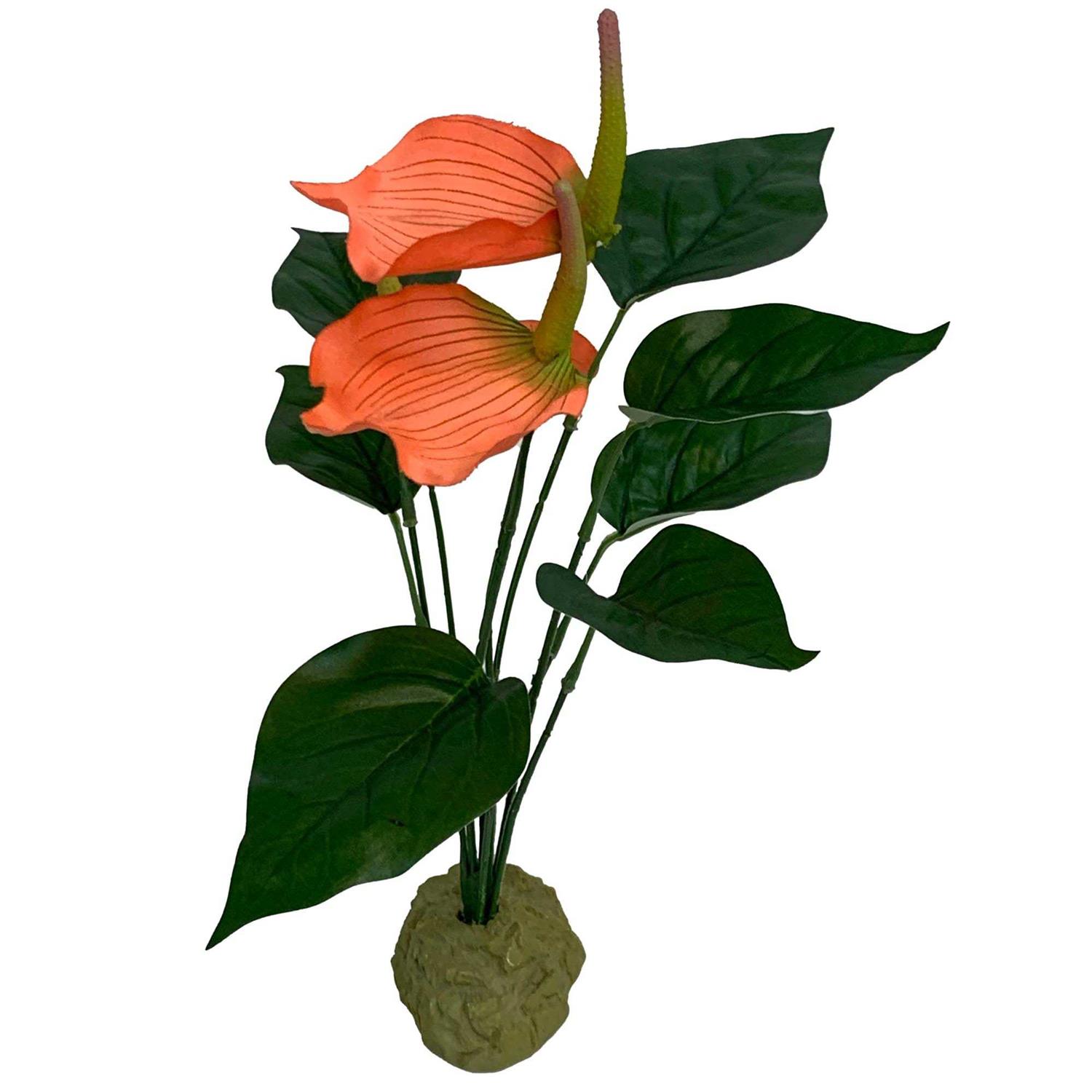 Komodo Anthurium Bush Plant - Nail Gallerys