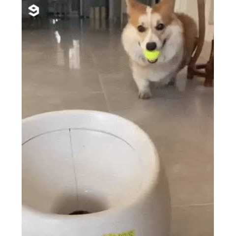 ENIGETA Rechargeable Tennis Ball Launcher for Dogs Elevating Playtime for You and Your Pup - Nail Gallerys