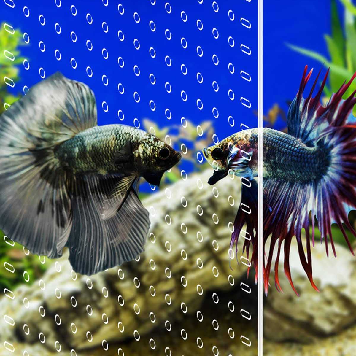 LYL LEYOULAND Aquarium Divider Clear 10 Gallon/20-Gallon Fish Tank Divider with Suction Cups Accessories - Nail Gallerys