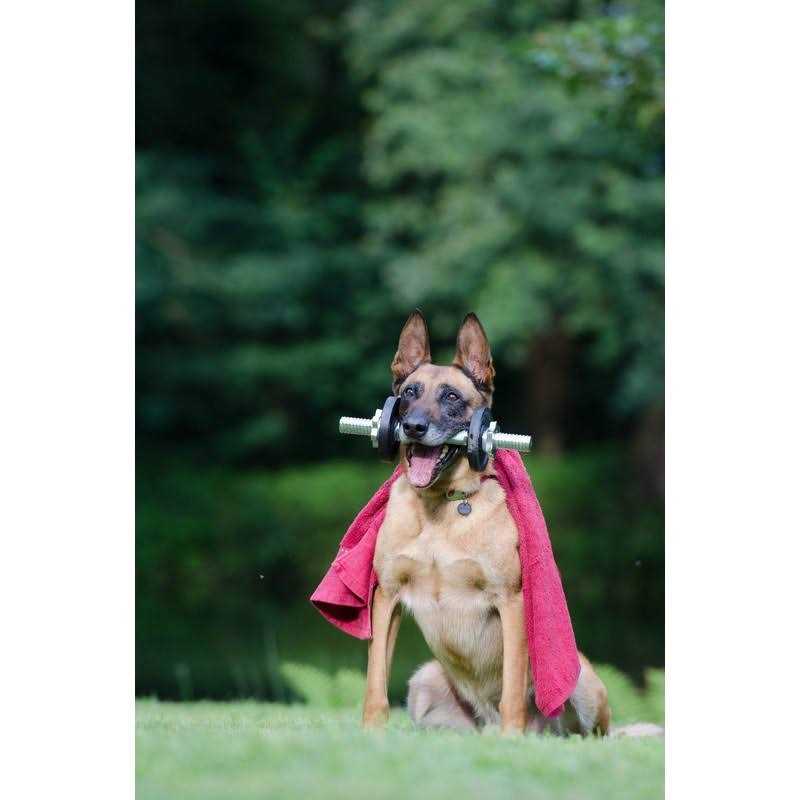 FARAER Dog Treats Training Pouch Magnetic Closure Dog Treat Bag with Training Clicker - Nail Gallerys