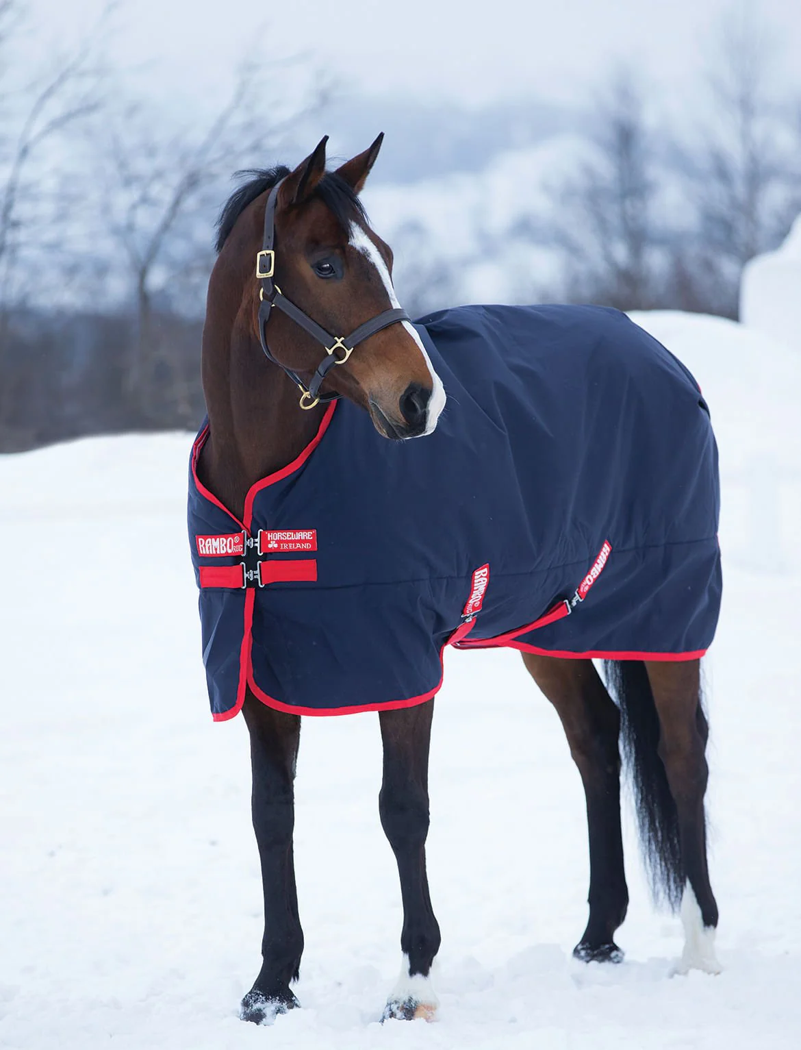 Rambo Original Medium Weight Horse Turnout Blanket - Nail Gallerys
