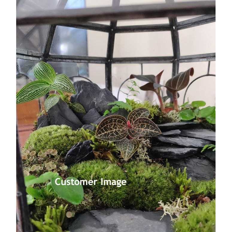 Natural Slate Stone -1 to 3 inch Rocks For Miniature Or Fairy Garden - Nail Gallerys