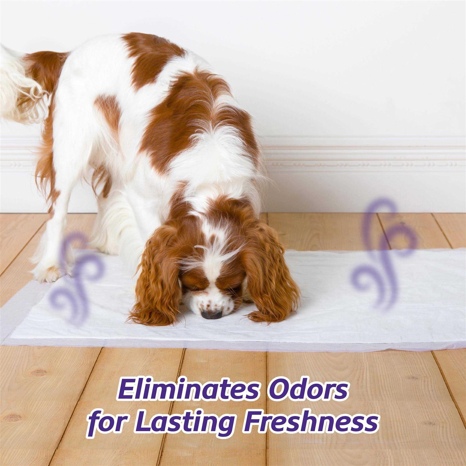 Hartz Home Protection Lavender Scent Odor Eliminating Dog Pads - Nail Gallerys