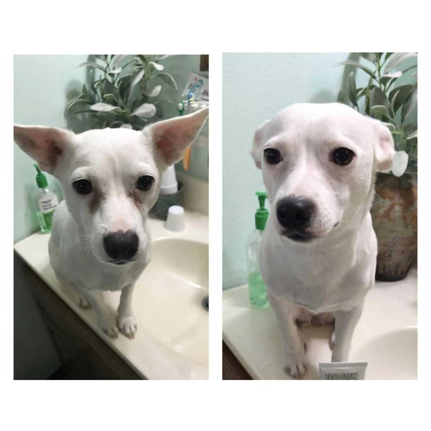 Squishface Tear Stain Paste Dog Tear Stain Remover - Nail Gallerys