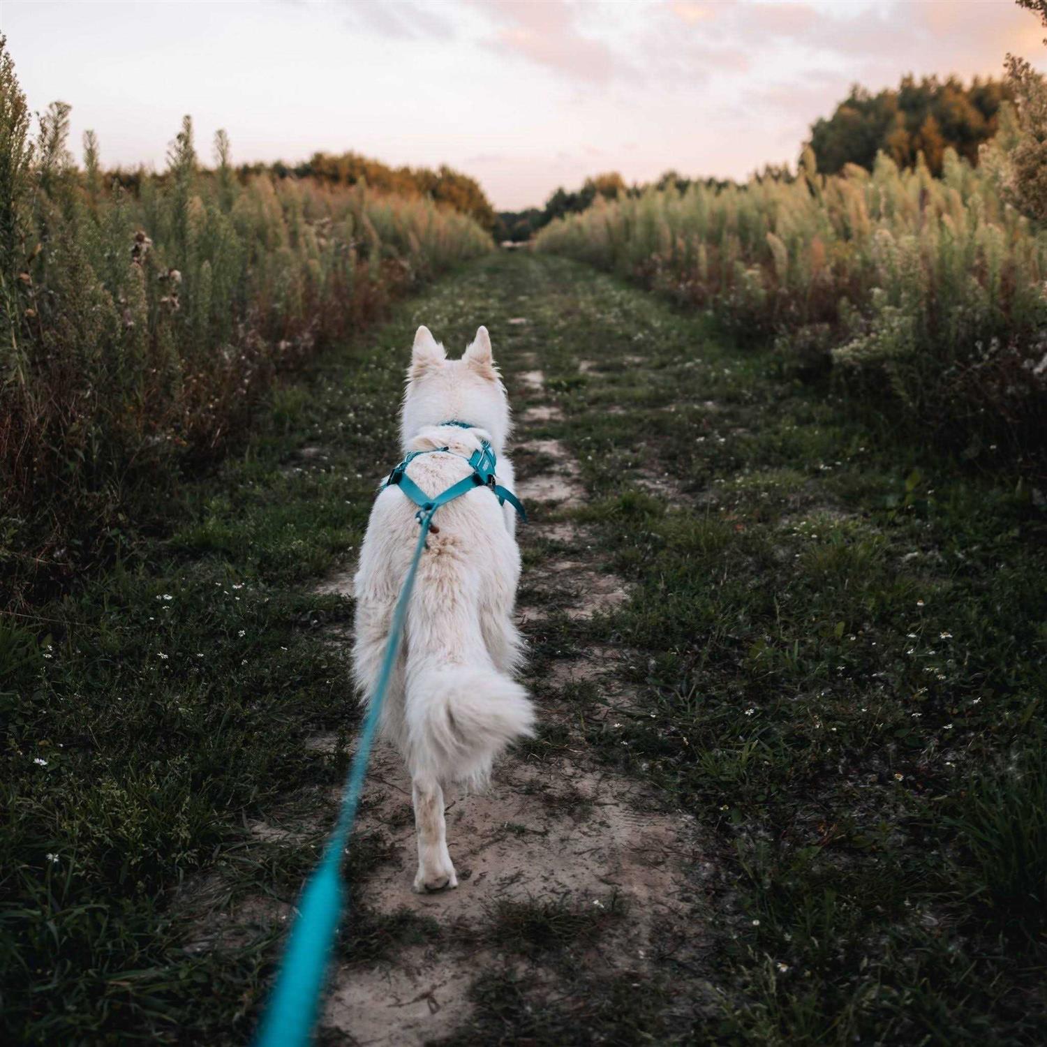 Non-Stop Dogwear Bungee Size - Nail Gallerys