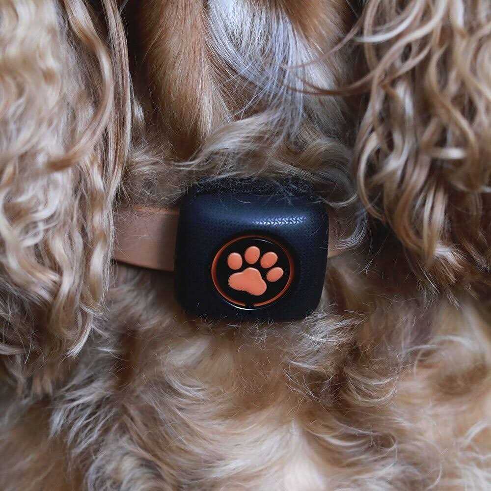 PitPat Dog Activity and Fitness Monitor No Recharging or Subscription Required - Nail Gallerys