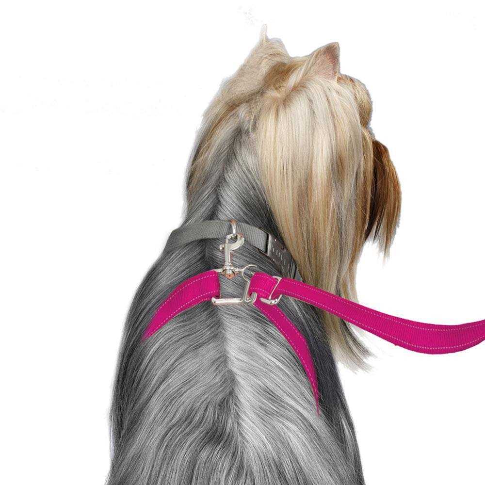 ThunderLeash Dog Leash - Nail Gallerys