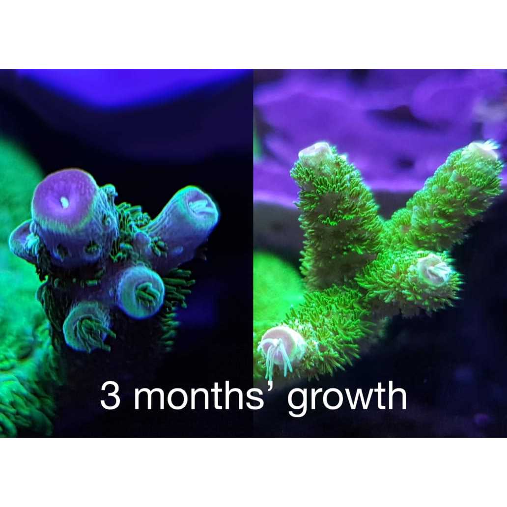 Red Sea Reef Energy AB+ Plus Coral Nutrition - Nail Gallerys