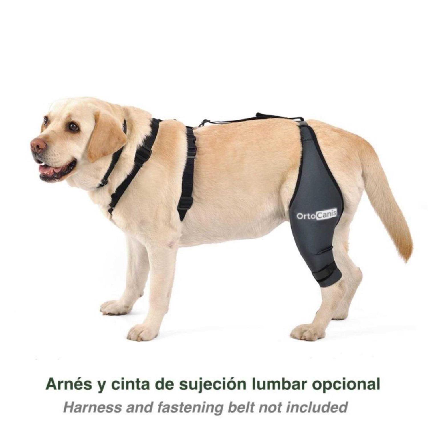 Ortocanis Knee Brace for Dogs with Cruciate Ligament Injuries, Patella Dislocation or Osteoarthritis - Nail Gallerys