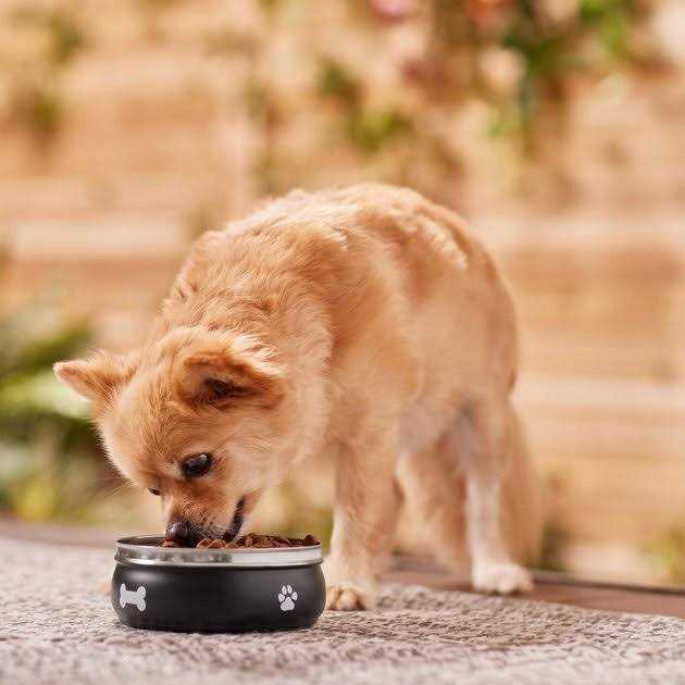Frisco Travel Non-skid Stainless Steel Dog & Cat Bowl - Nail Gallerys