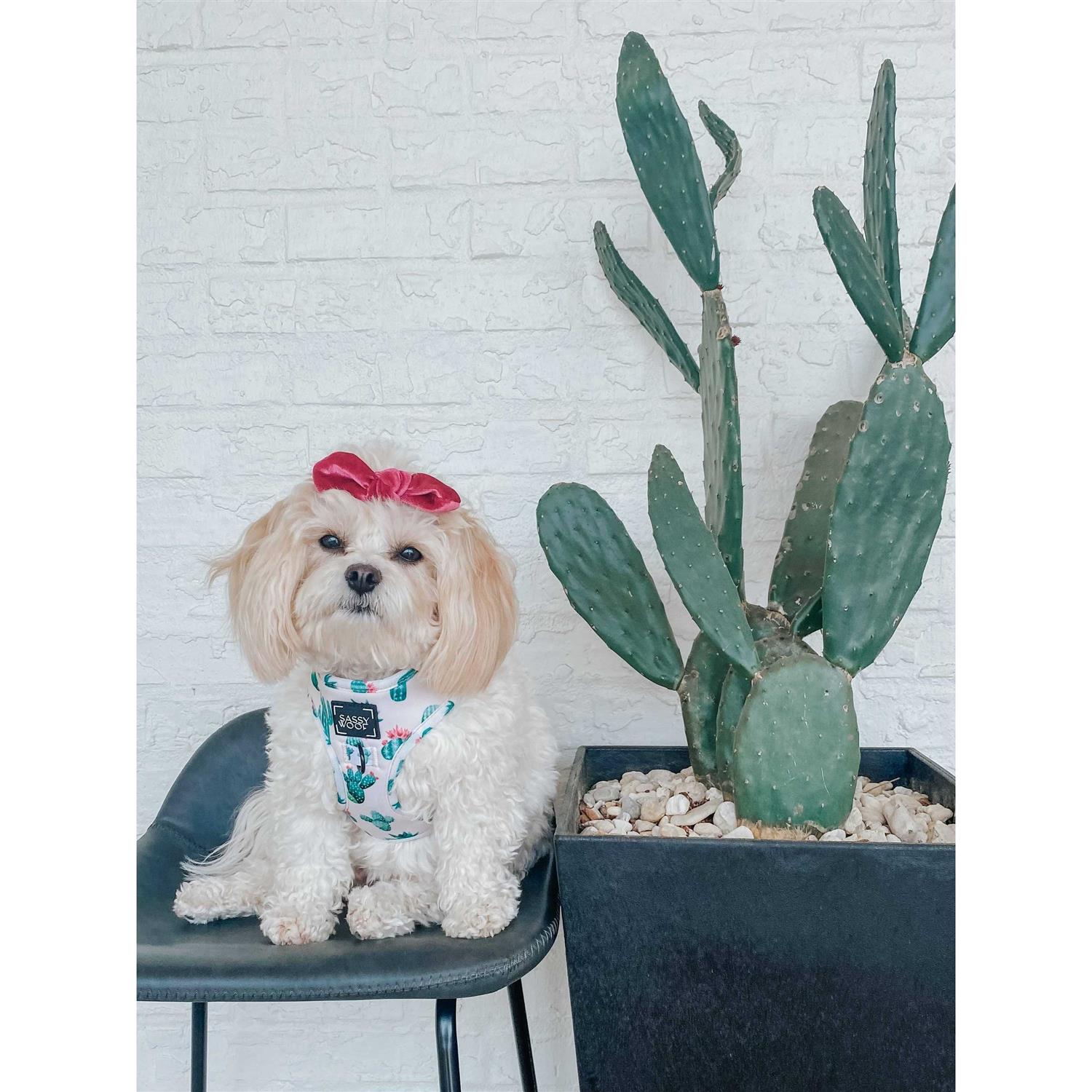 Sassy Woof Adjustable Dog Harness - Nail Gallerys