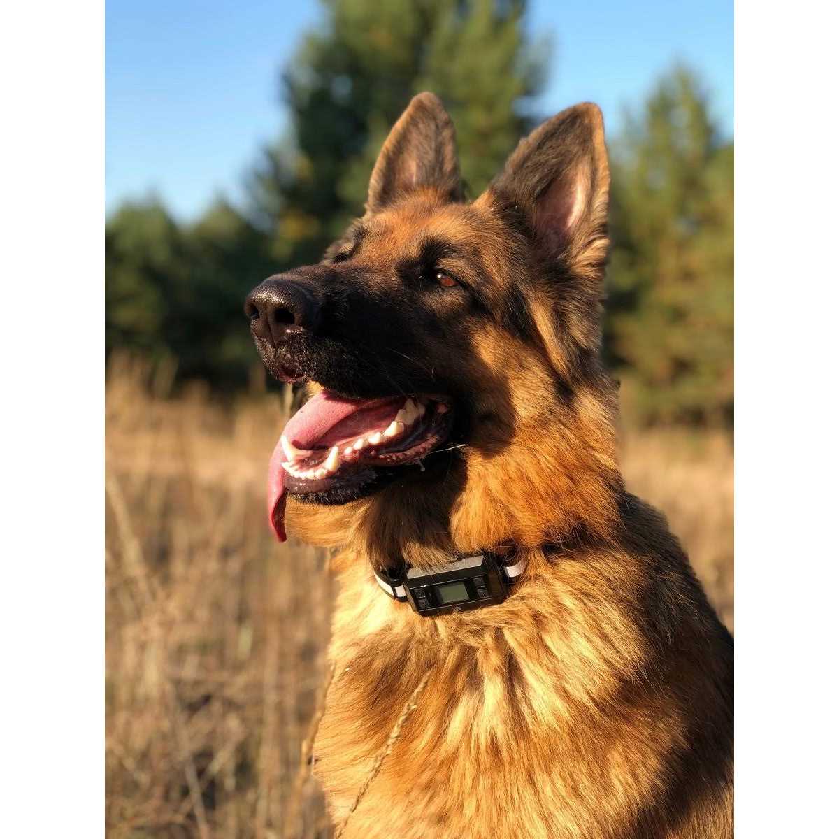 Pawious GPS Dog Fence Wireless Dog Fence, Range 33-1000 Yards - Nail Gallerys