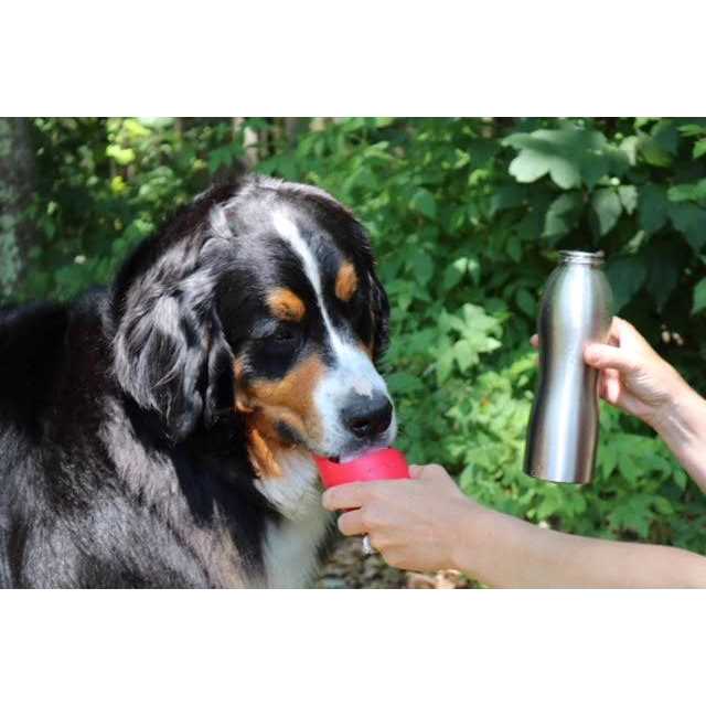 Kong H2O Stainless Steel Dog Water Bottle - Nail Gallerys