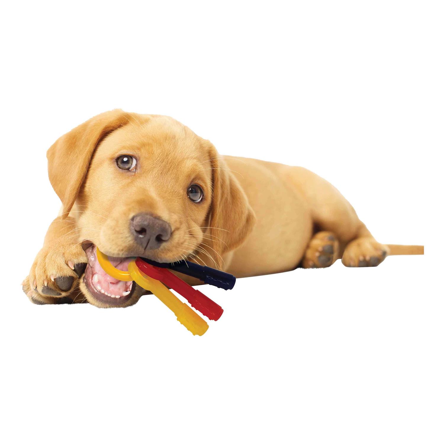 Nylabone Puppy Chew Teething Keys - Nail Gallerys