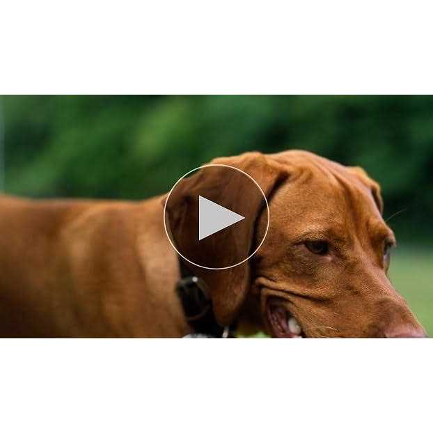 Mighty Paw Leather Dog Leash Super Soft Distressed Leather - Nail Gallerys