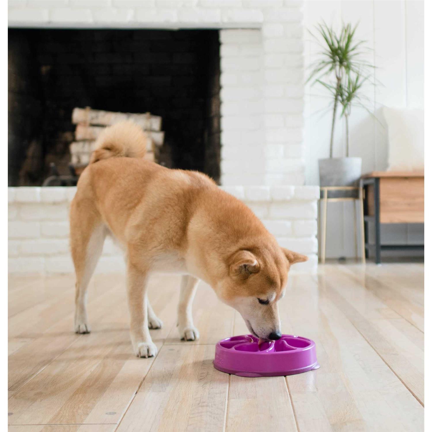 Outward Hound Fun Feeder Bowl - Nail Gallerys