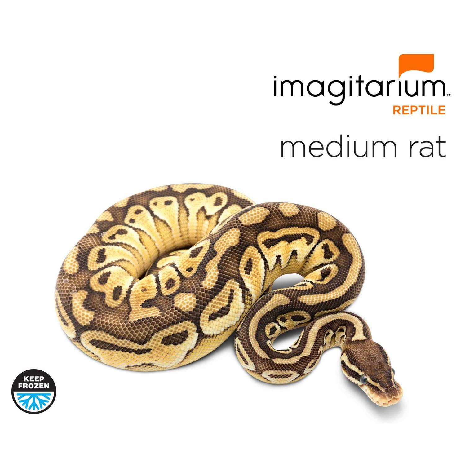 Frozen Medium Rat - Nail Gallerys