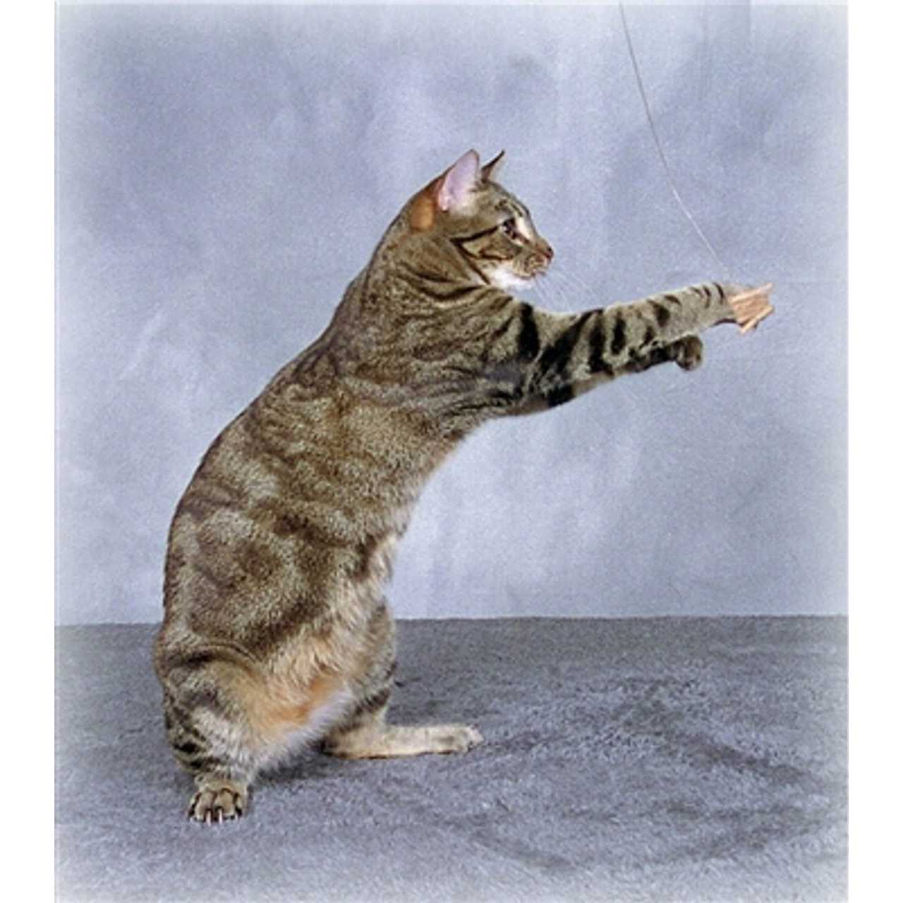 Cat Dancer Deluxe Cat Toy - Nail Gallerys