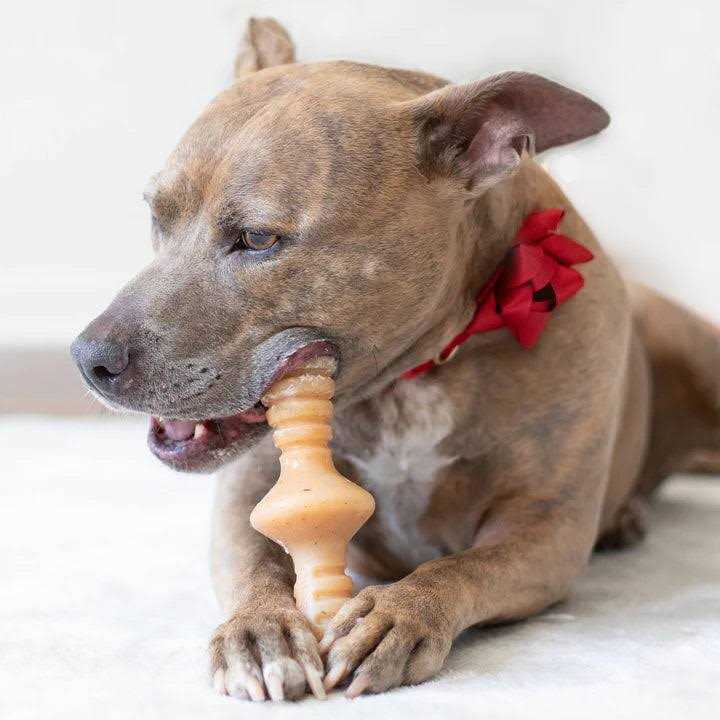 Benebone Chicken Zaggler Dog Chew Toy - Nail Gallerys
