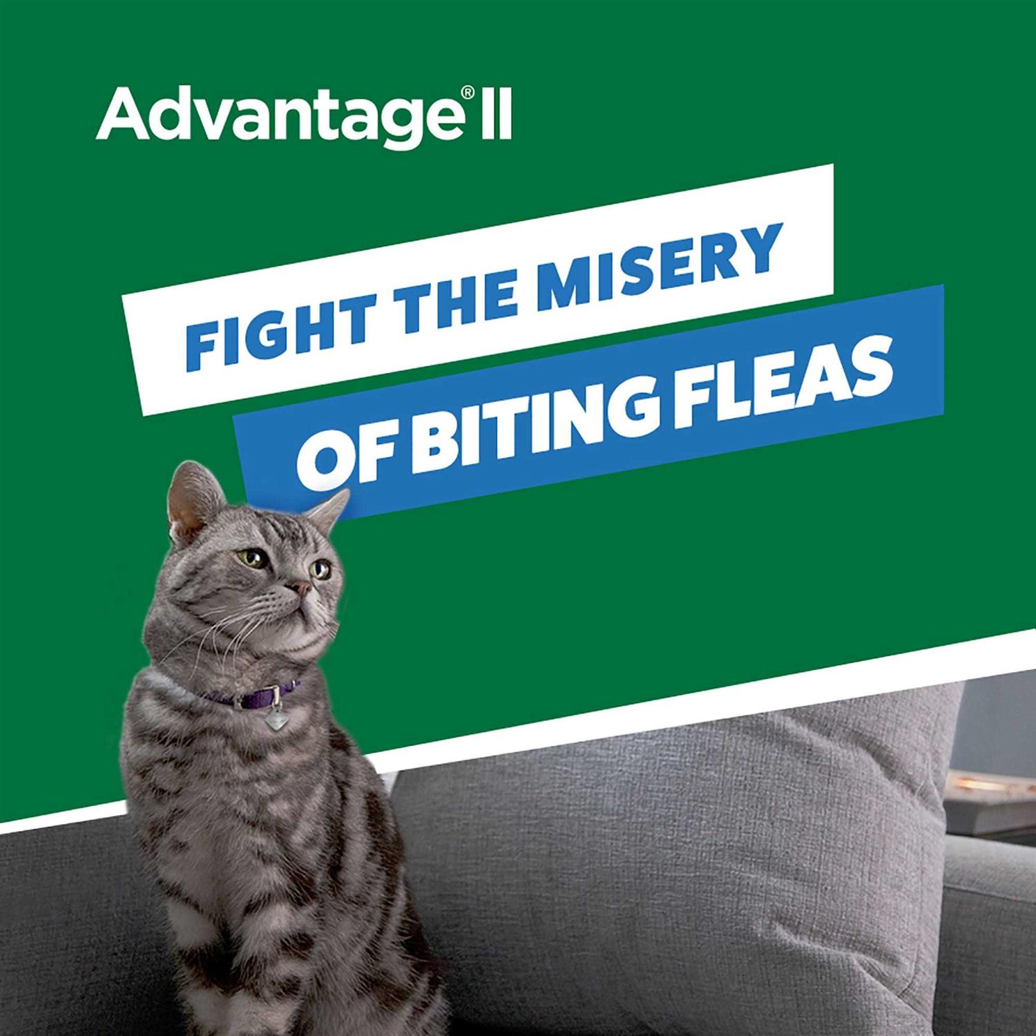 Advantage II Flea Treatment Small Cats - Nail Gallerys