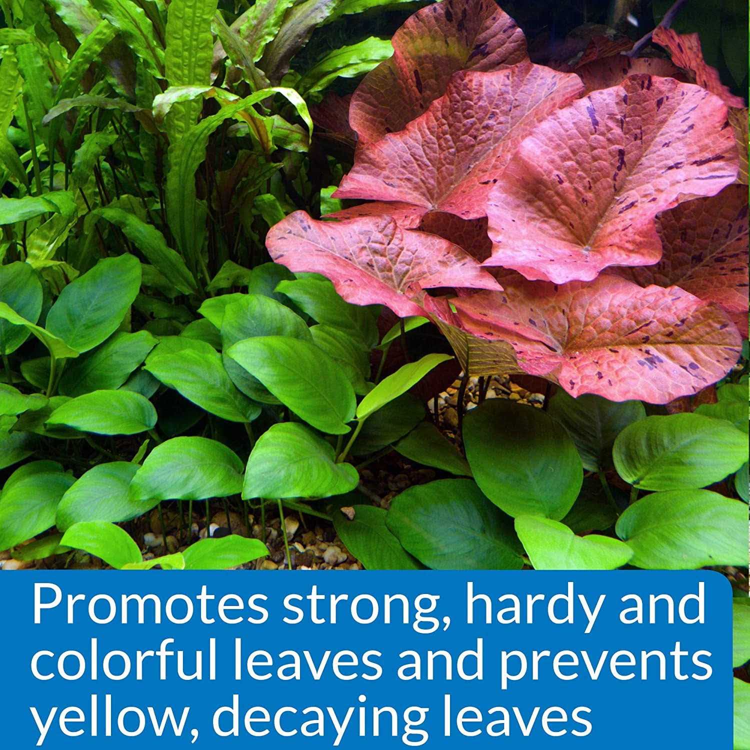 API Leaf Zone - Nail Gallerys