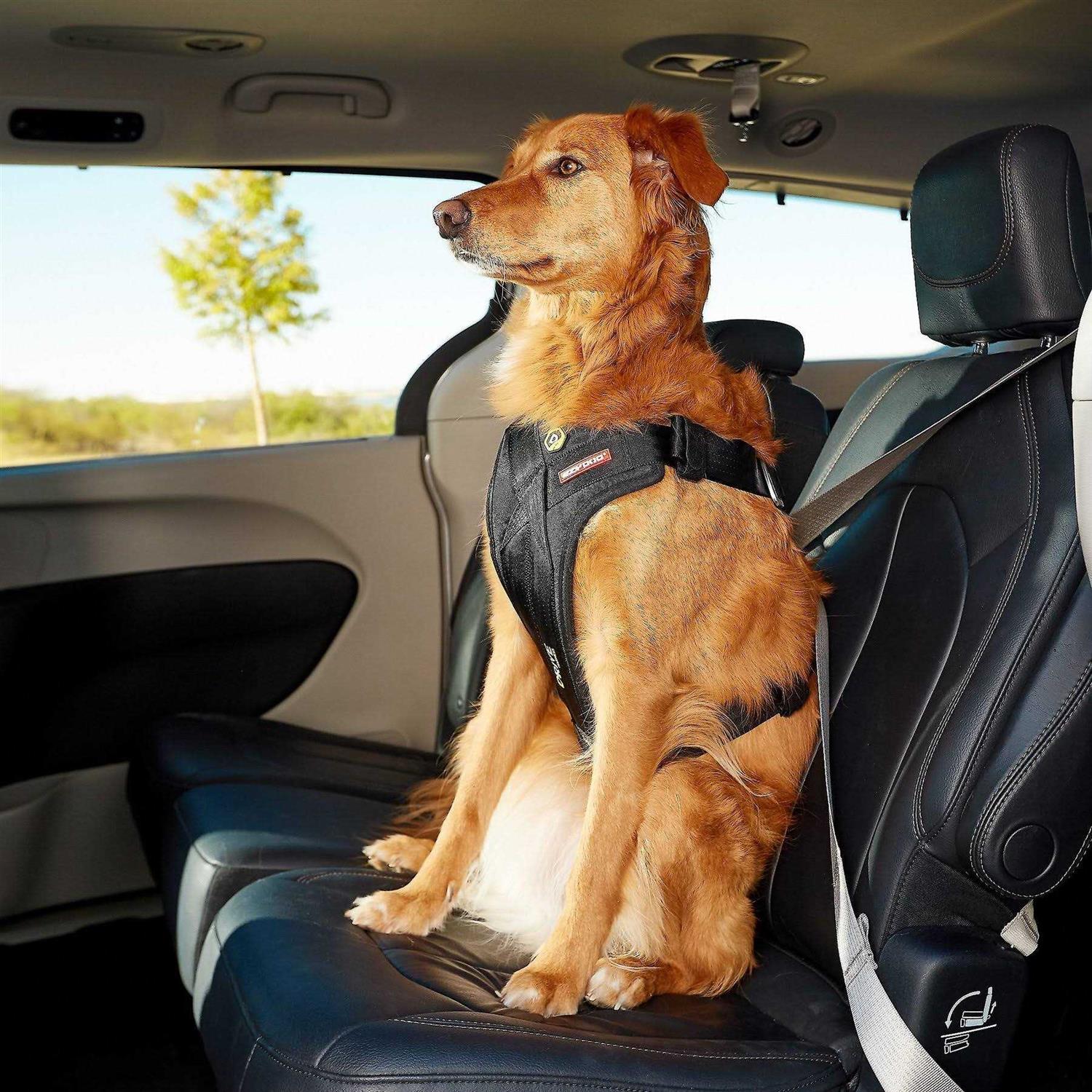EzyDog Drive Dog Car Harness - Nail Gallerys
